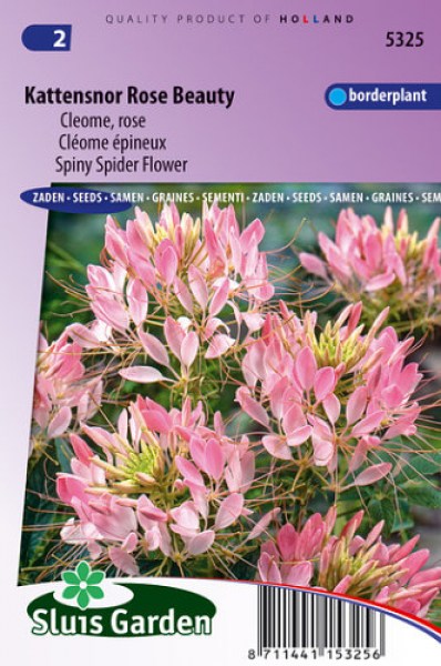 Cleome spinosa, smená kvetov, kvety, ružové kvety,