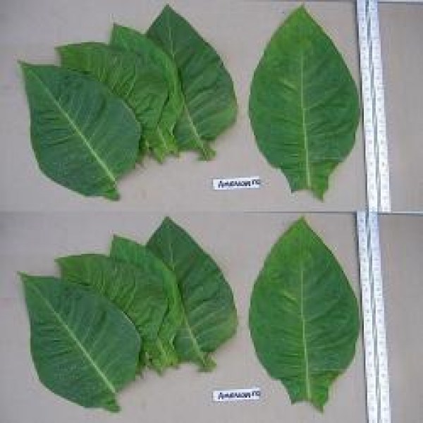 542502-nicotiana-tabacum-american-572