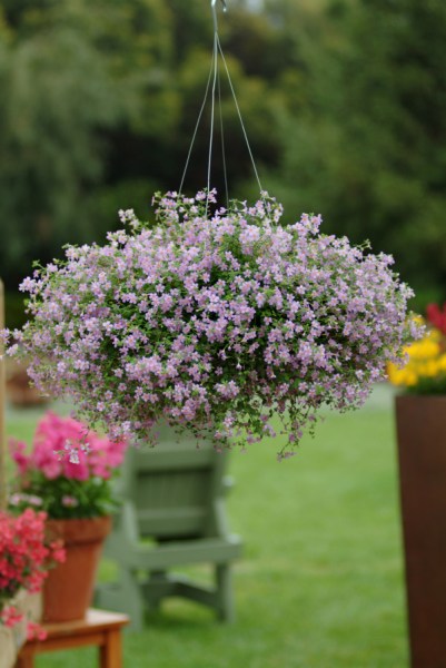 Bacopa Bluetopia