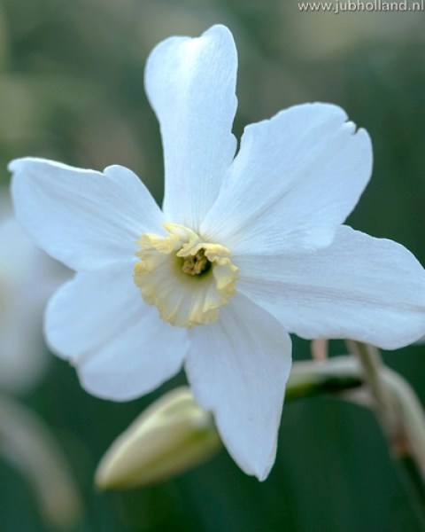 NARCISSUS-POLAR-ICE-1214