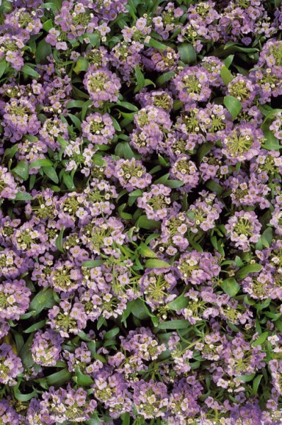 alyssum_easter_bonet_lavender