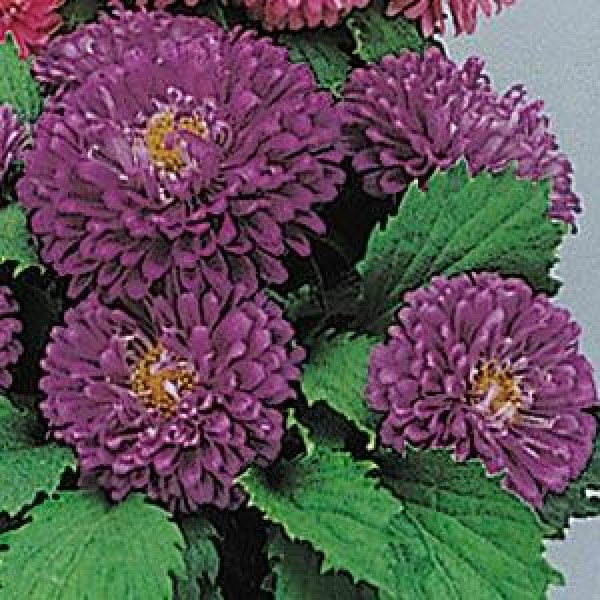 aster_pot_n_patio_blue