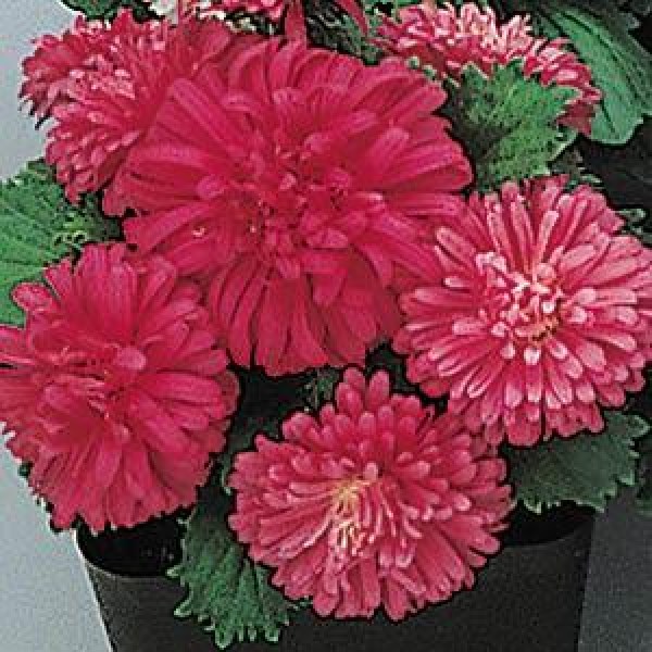 aster_pot_n_patio_scarlet