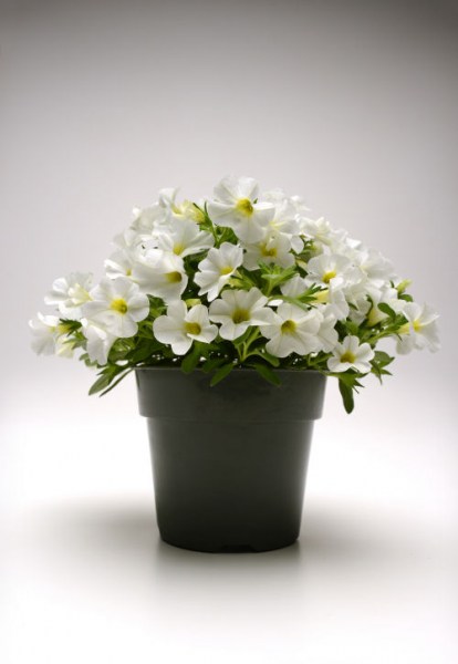 calibrachoa_kabloom_white