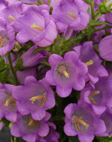 campanula_campana_lilac.jpg