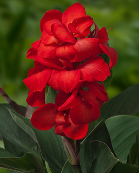 canna-happy-carmen-i