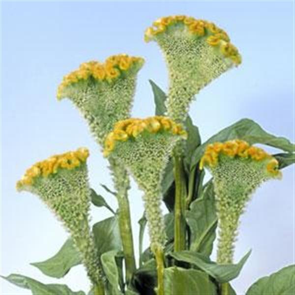 celosia_bombay_figo.jpg