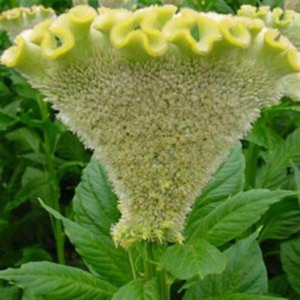 celosia_bombay_filemon.jpg