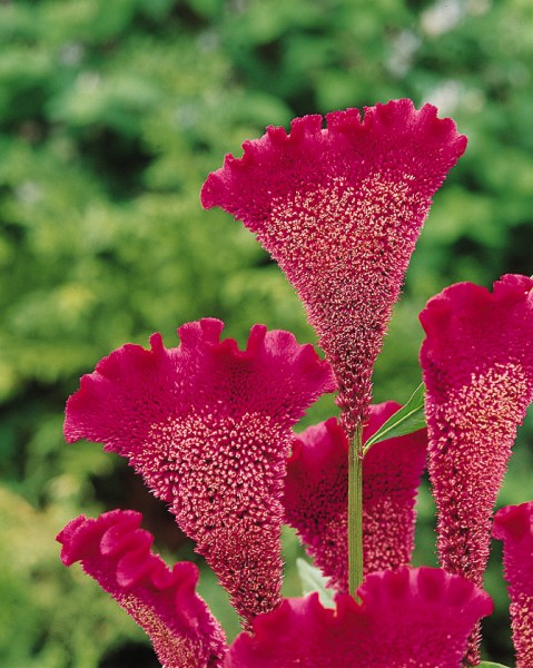 celosia_bombay_purple.jpg