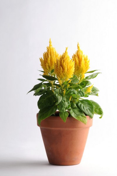 celosia_first_flame_yellow2