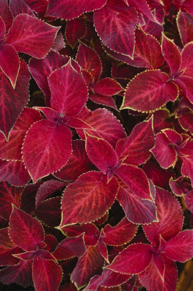 coleus_wizard_velvet_red