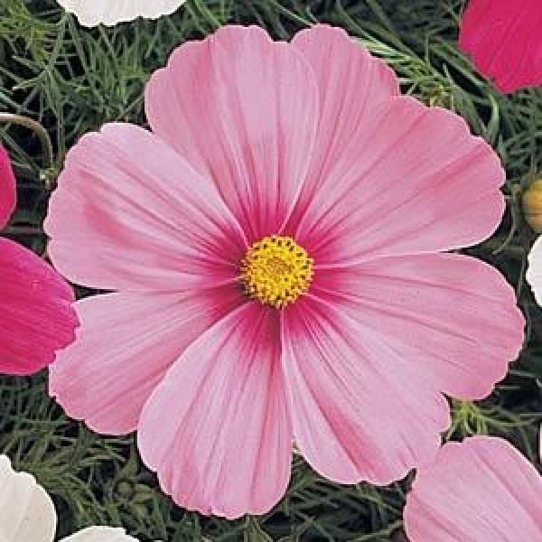 cosmos_sonata_pink_blush