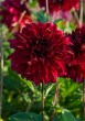 dahlia-bohemian-spartacus-i.jpg