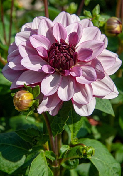 dahlia-creme-de-cassis-i