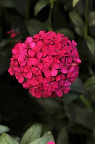 dianthus_amazon_neon_cherry.jpg