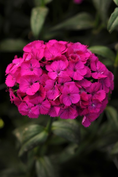 dianthus_amazon_neon_purple.jpg