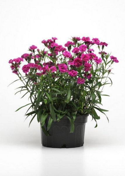 dianthus_dynasty_orchid