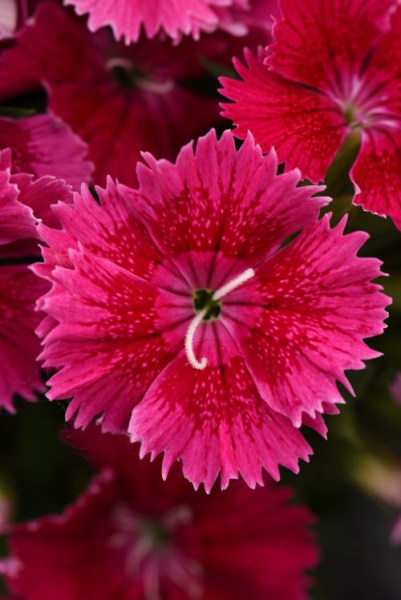dianthus_ideal_select_raspberry