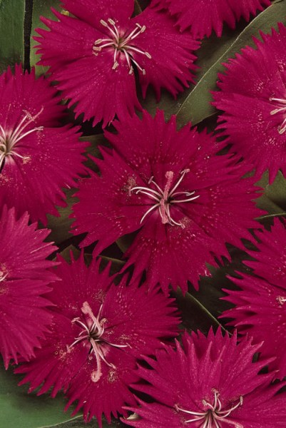 dianthus_ideal_select_rose7