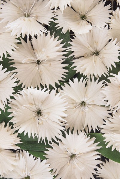 dianthus_ideal_select_white