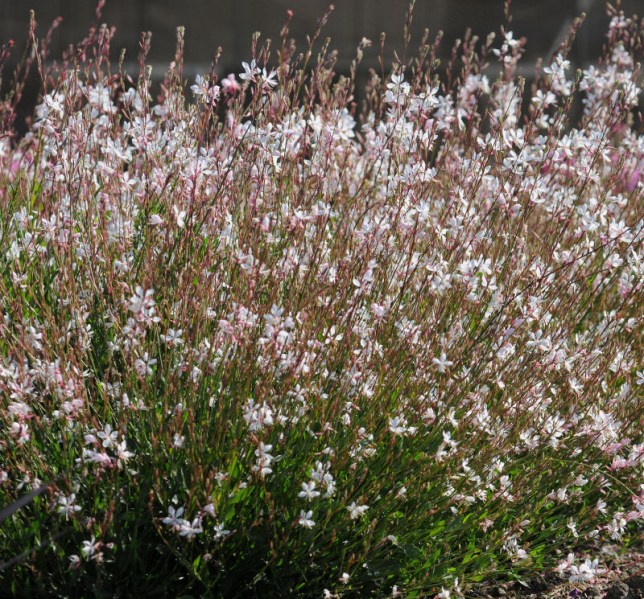 gaura_sparkle_white2