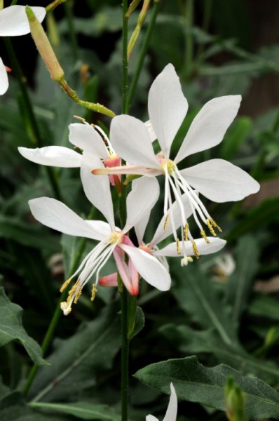 gaura_sparkle_white3