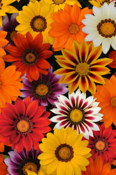 gazania_new_day_mixture