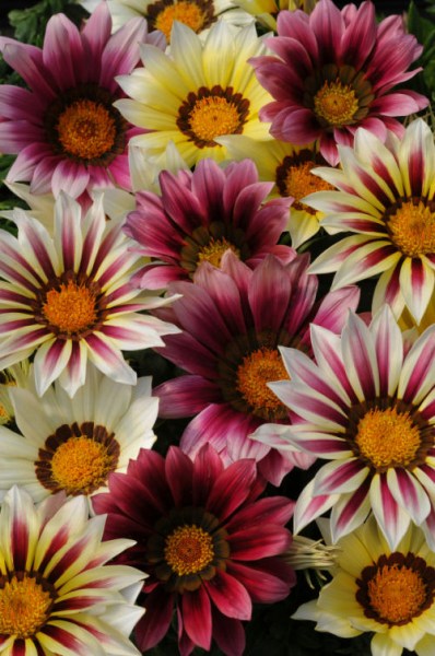 gazania_new_day_strawberry_shortcake_mix