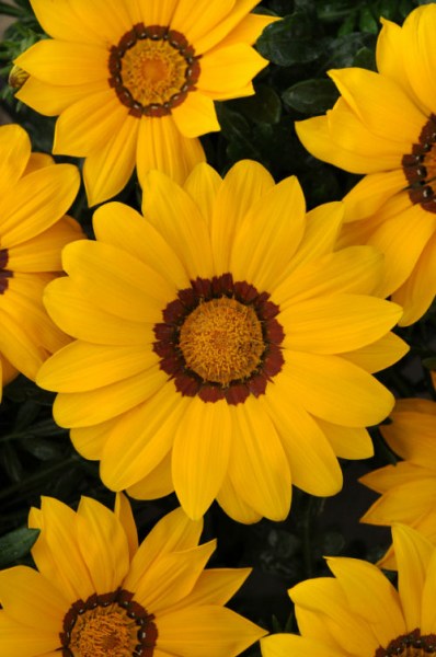 gazania_new_day_yellow