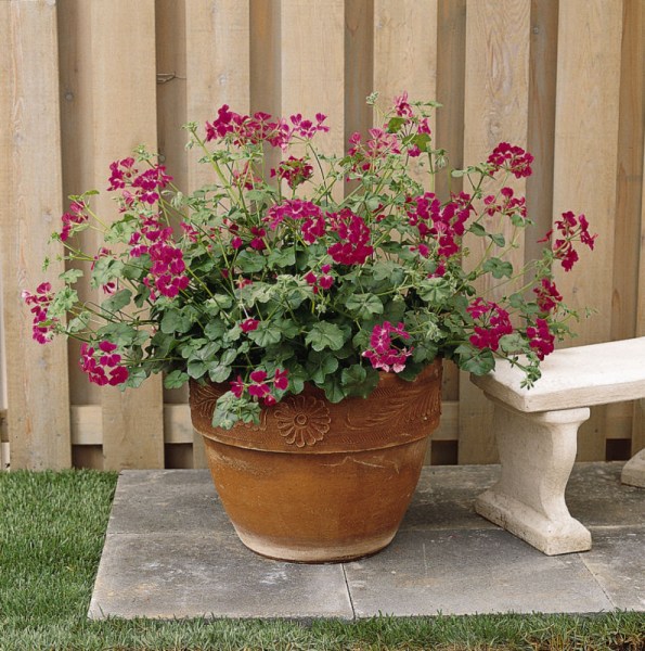 geranium_summer_shovers_fuchsia