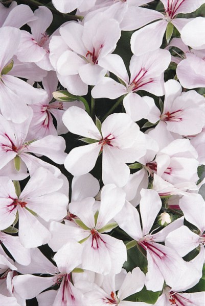 geranium_summer_shovers_white_blush