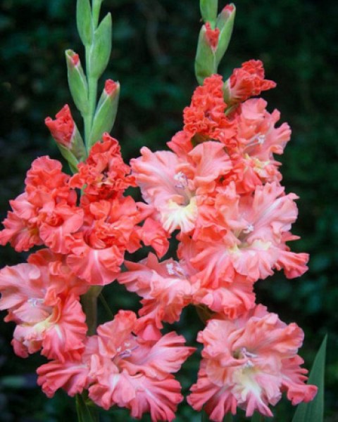 gladiolus-riks-frizzle-1214