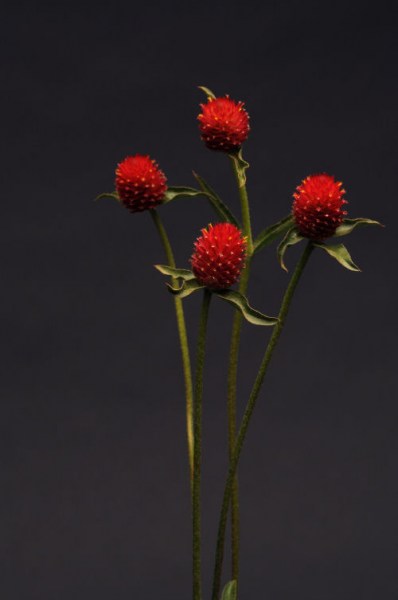 gomphrena_qis_red