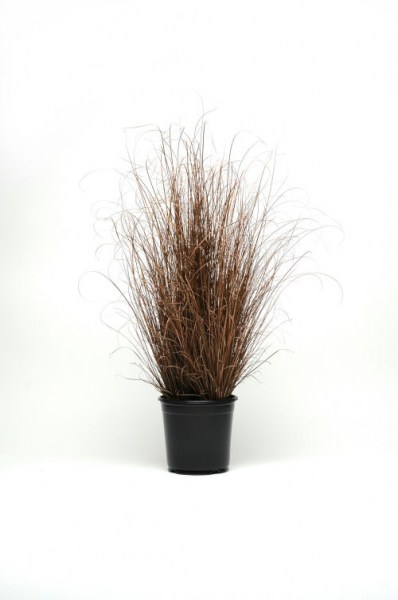 grass_carex_red_rooster