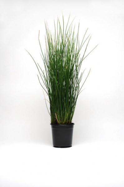 grass_juncus_javelin