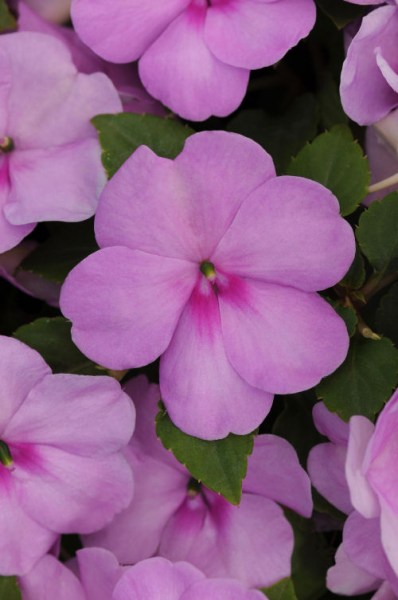 impatiens_impreza_blue_pearl