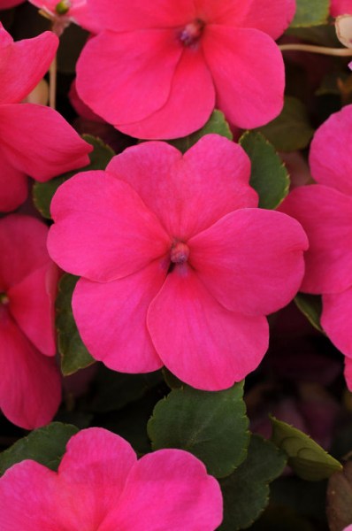 impatiens_impreza_rose