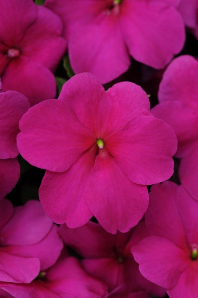 impatiens_impreza_violet