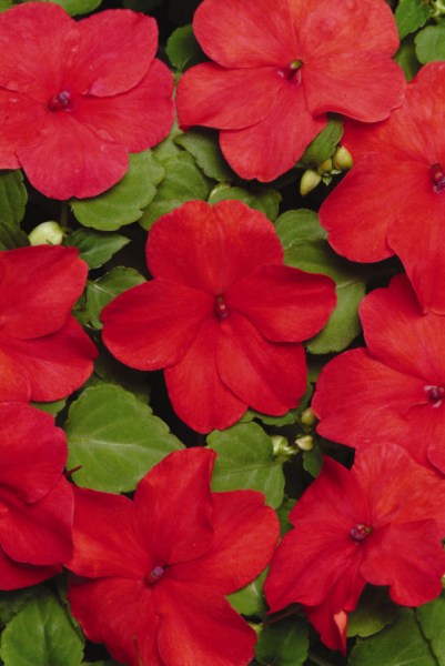 impatiens_super_elfin_xp_punch