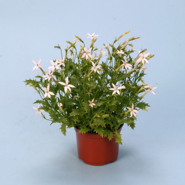 isotoma_tristar_white
