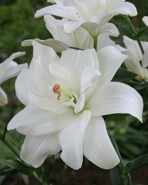 lilium-annemaries-dream-16-18