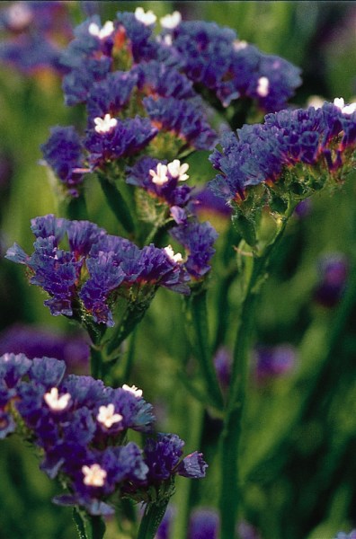 limonium_qis_dark_blue.jpg