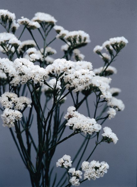 limonium_qis_white_1.jpg