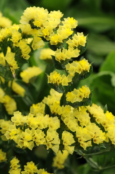 limonium_qis_yellow.jpg