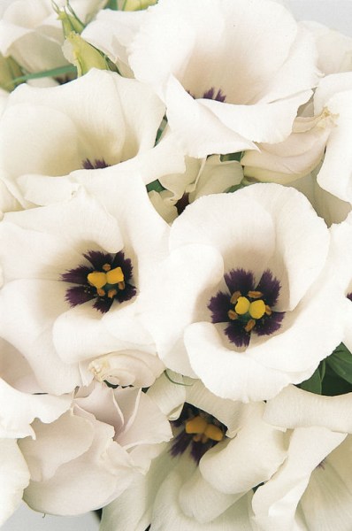 lisianthus_florida_silver