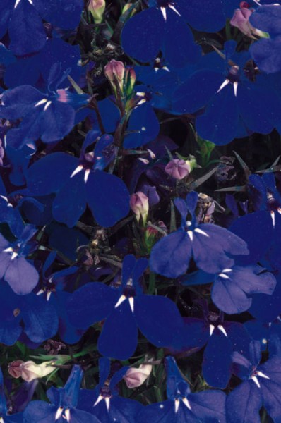 lobelia_riviera_marine_blue