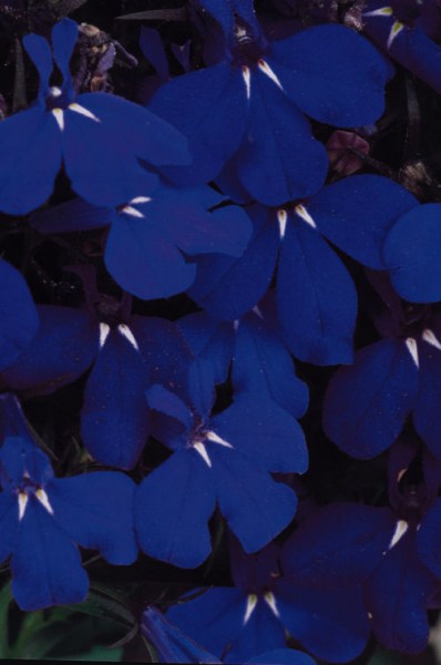 lobelia_riviera_midnight_blue