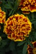 marigold_bonanza_bee