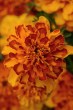 marigold_bonanza_bolero