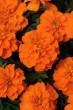 marigold_bonanza_deep_orange